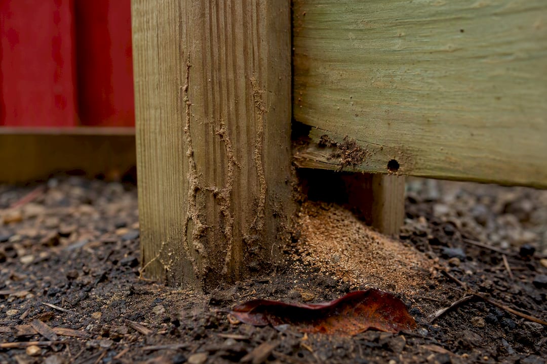 Protect Posts and Wash Safely: Wood Fence Maintenance for Homeowners Termite mud tubes on a fence post