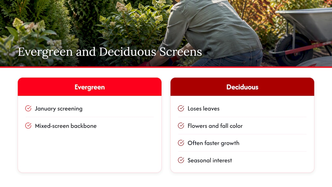 Evergreen and deciduous screen comparison