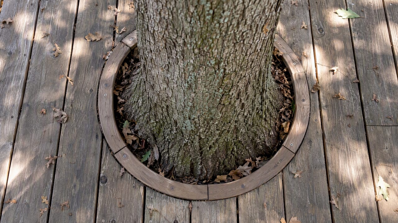 Building a Deck Around a Tree: What Protects Both Generous deck opening around a tree trunk